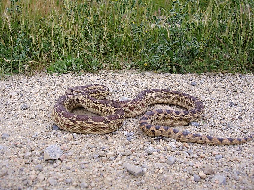 A gopher snake is coiled up.