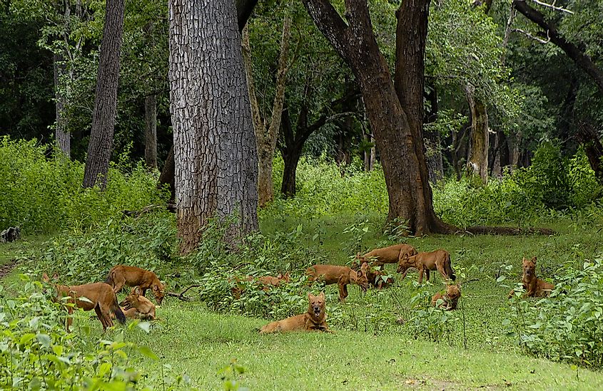 A dhole pack 