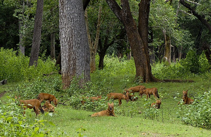 A dhole pack