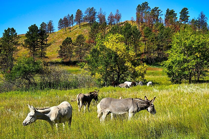 Custer State Park