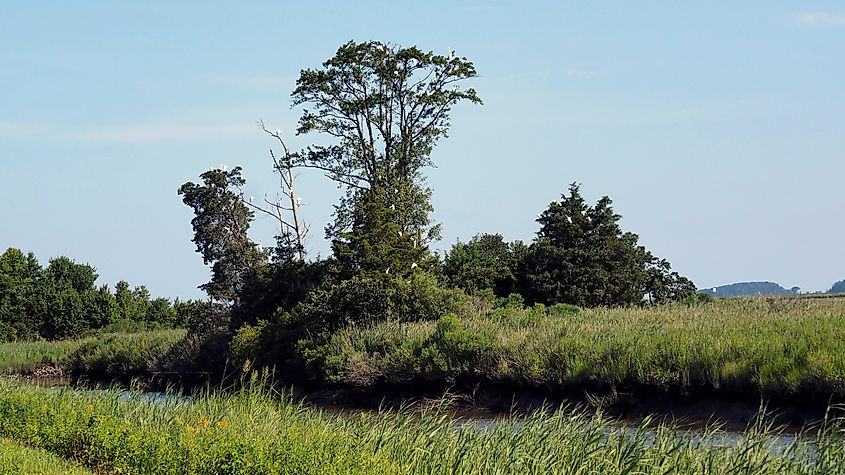 Grassy marshland and a narrow water channel at Bombay Hook National Wildlife Refuge, with trees and birds visible in the distance.