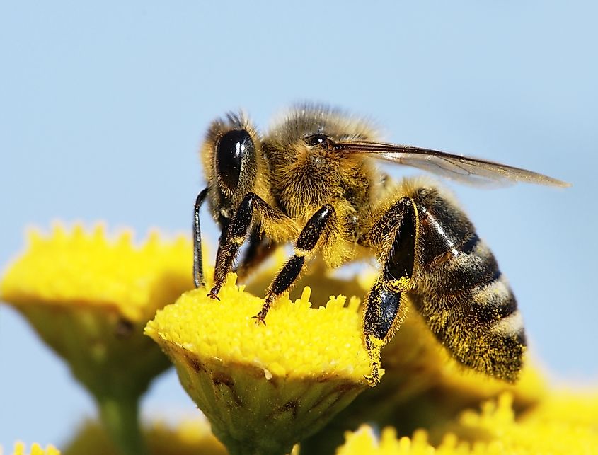 Honeybee covered in pollen from a flower.