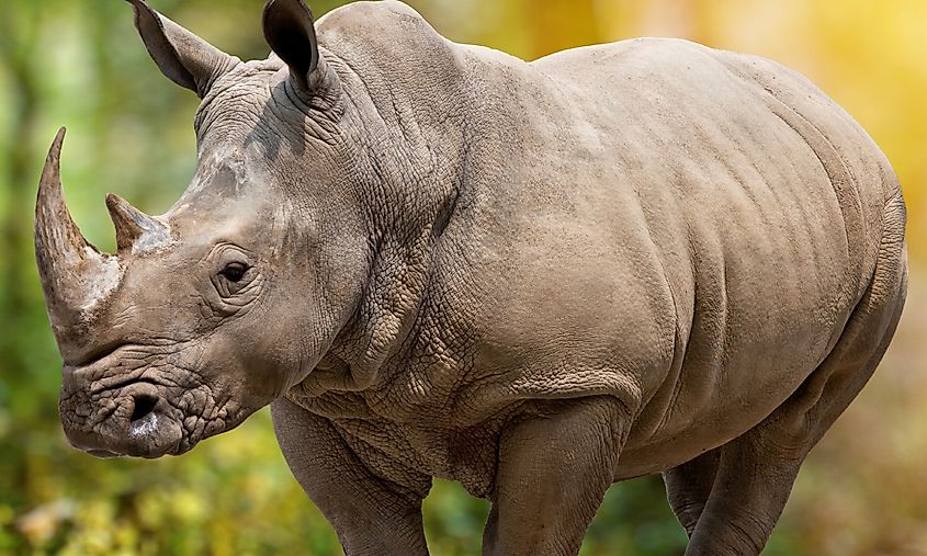 This powerful close-up photograph captures the unique features of the critically endangered Javan rhino.