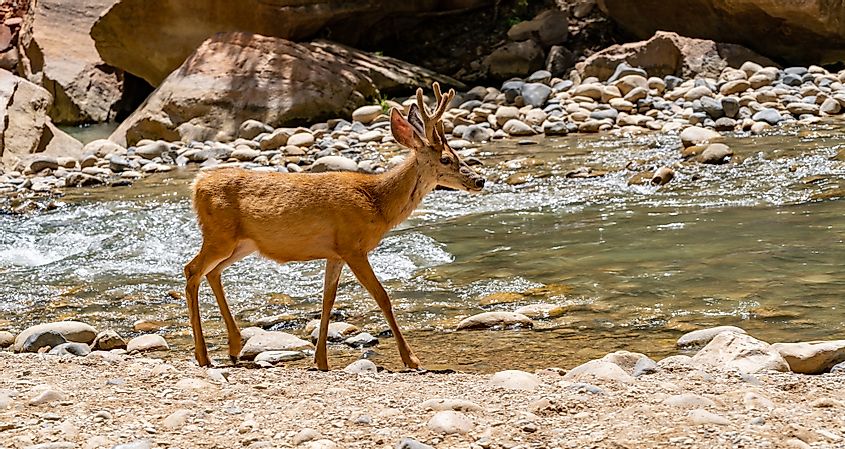 Deer in Virgin River