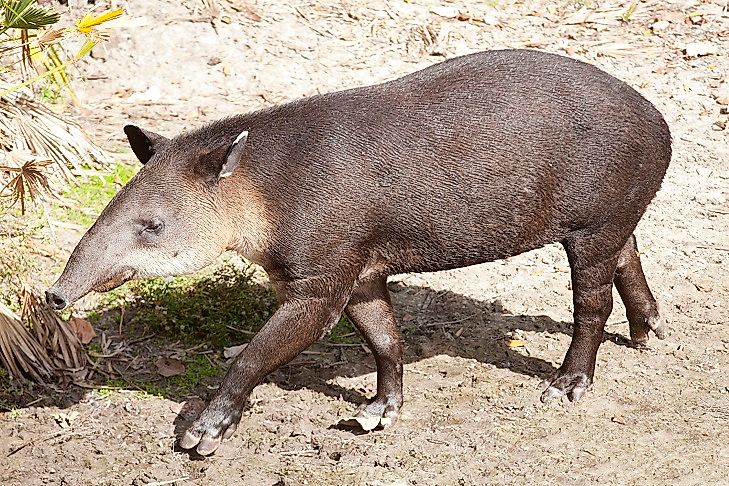 National Animals Of South And Central America - WorldAtlas National Animals Of South And Central America - WorldAtlas