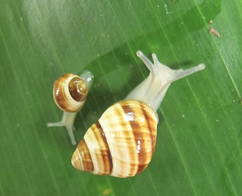 Achatinella fuscobasis