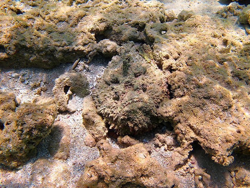 Venomous tropical fish (Reef stonefish, Synanceia verrucosa) hiding in wait to ambush prey. (Credit: blue-sea.cz via Shutterstock)