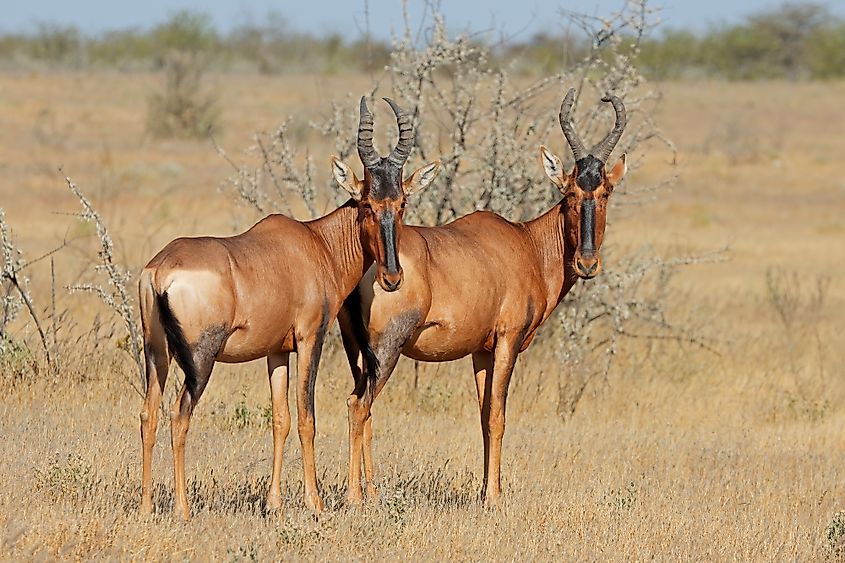 A red hartebeest (Alcelaphus buselaphus) pair, Etosha National Park, Namibia