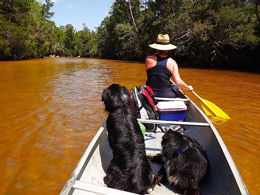 Canoeing and swimming on the clear Blackwater River at Blackwater River State Park, Florida.