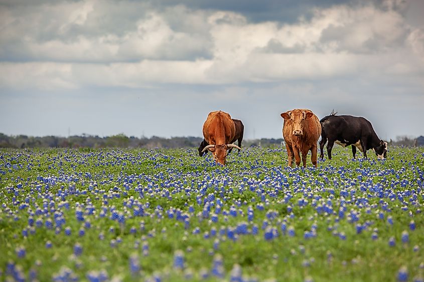 Texas cattle graze among bluebonnets in a wildflower field 