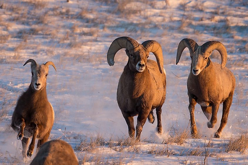 Bighorn sheep
