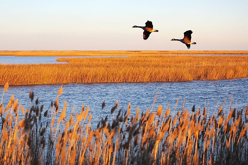 Canada geese in migration at Bombay Hook National Wildlife Refuge, Delaware,