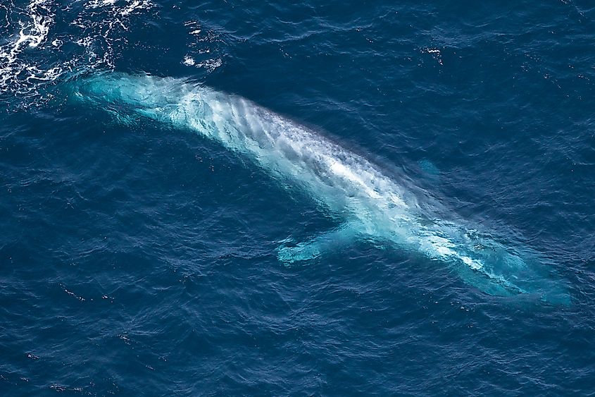The Biggest Animals in the Ocean - WorldAtlas The Biggest Animals in the Ocean - WorldAtlas