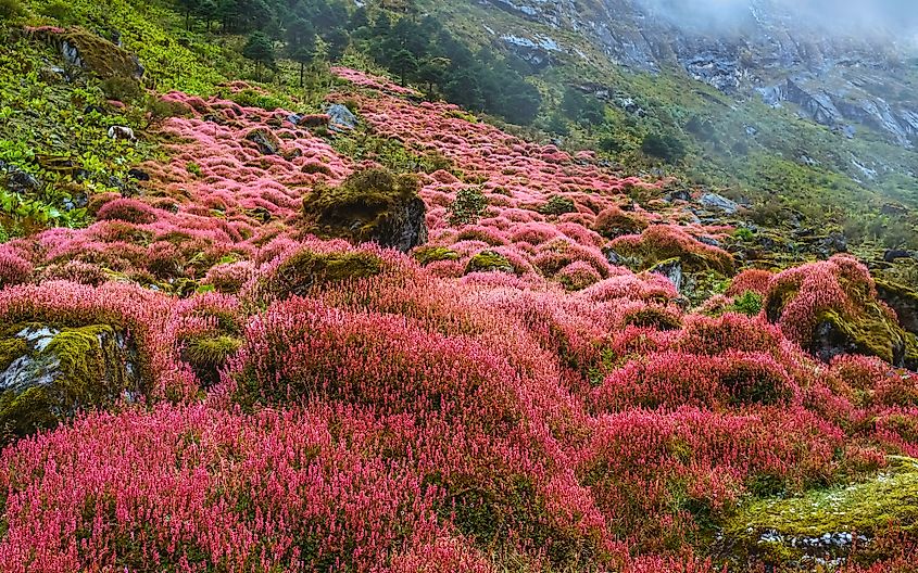 Alpine plants in full bloom along the slopes of the Himalayas in autumn as mist descends near Tawang, Arunachal Pradesh, India.