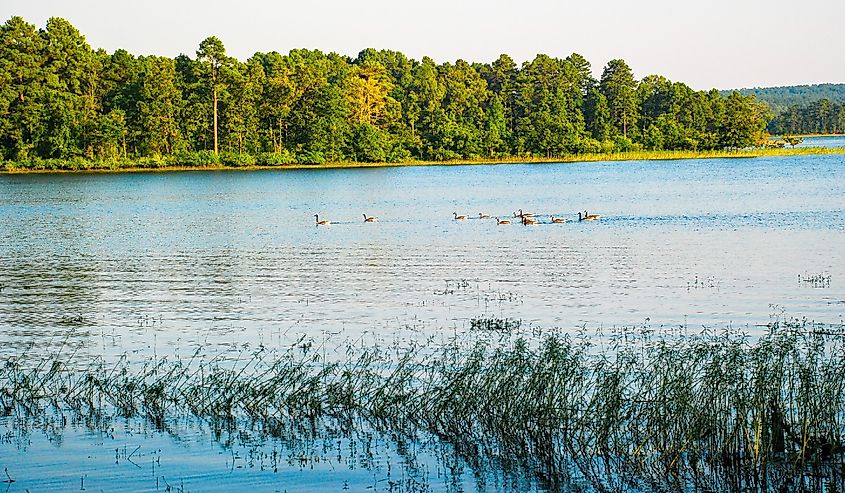 Geese on Degray Lake Resort State Park in Arkansas