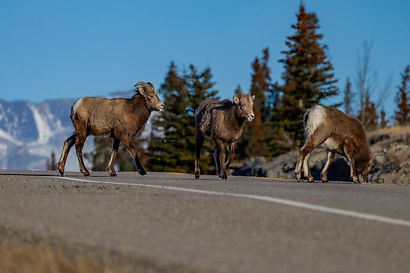 Bighorn sheep on the David Thompson Highway in Alberta, Canada.