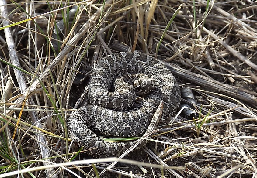 A Western Massasauga coiled up on ground vegetation.