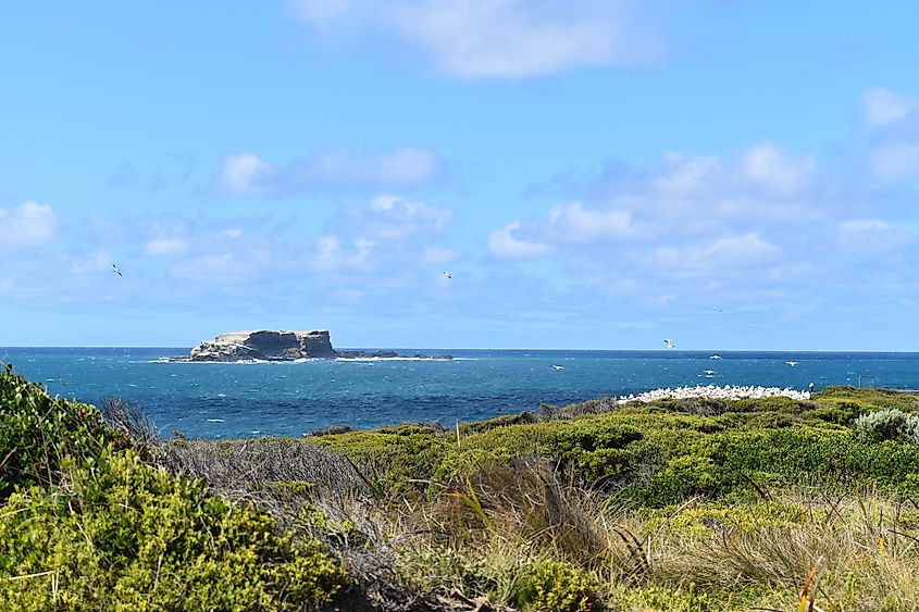 Point Danger Gannet bird colony, Portland, Victoria, Australia. Rocky coastline with grass, footpath and view of bird nest colony. VeronicaLLamb via Shutterstock