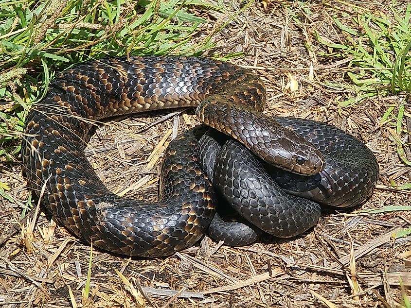 A coiled tiger snake.