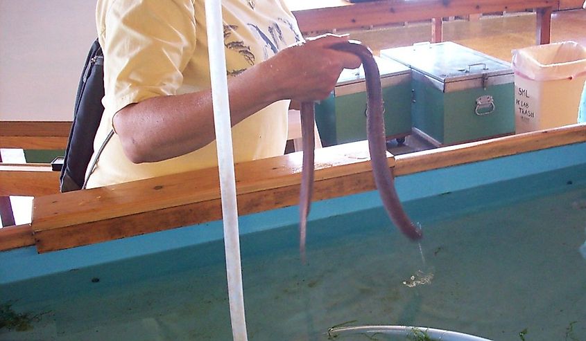 Person holding a Hagfish.