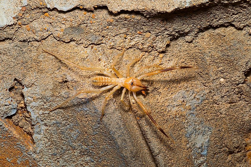 Camel spider, Solifuge, Desert National Park, Rajasthan