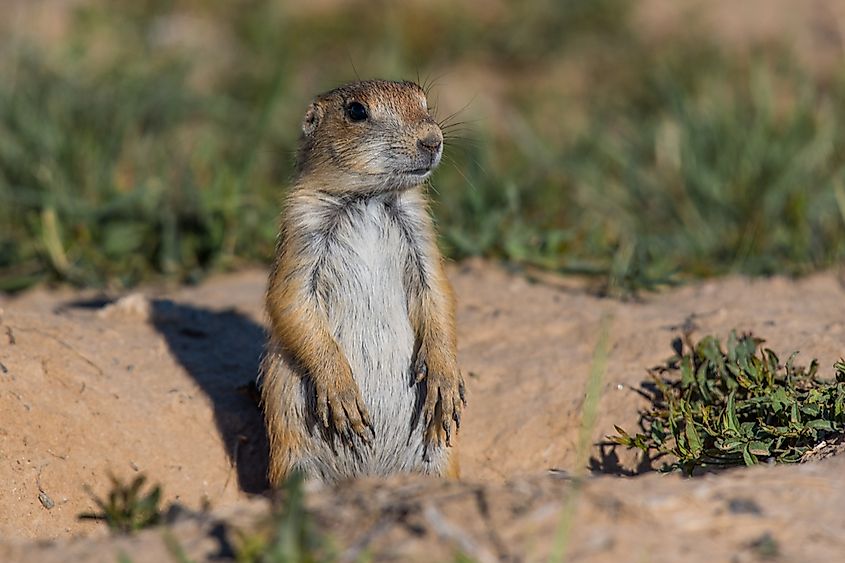 A black-tailed prairie dog