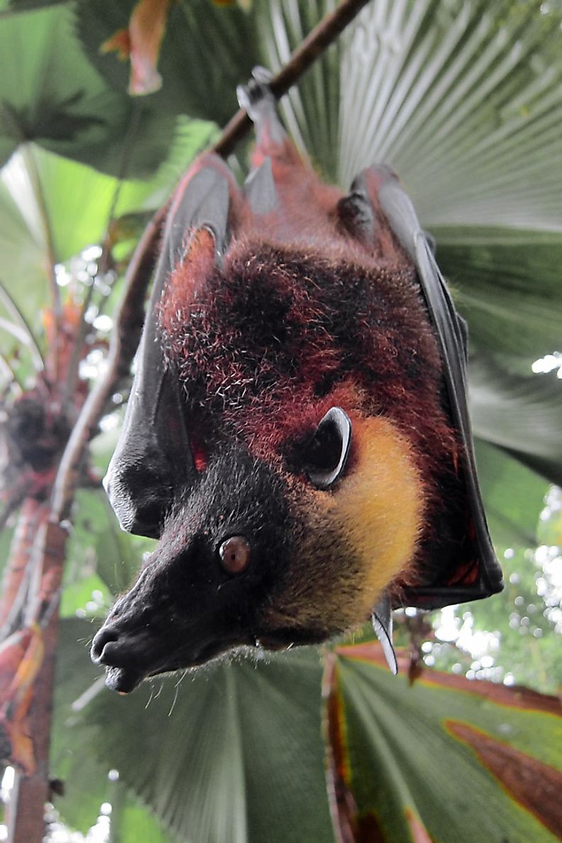 A resting Acerodon jubatus (Golden Crowned Flying Fox)