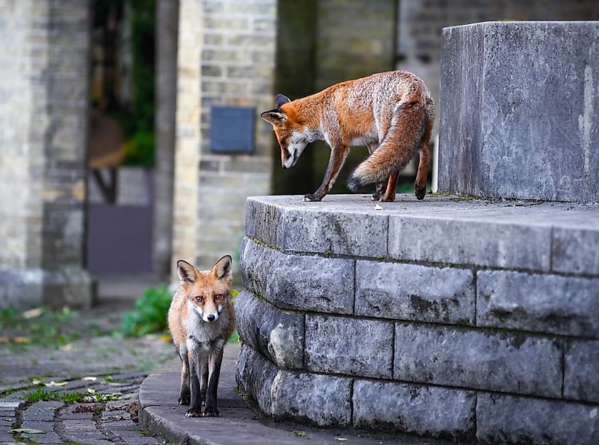 Red foxes in London.
