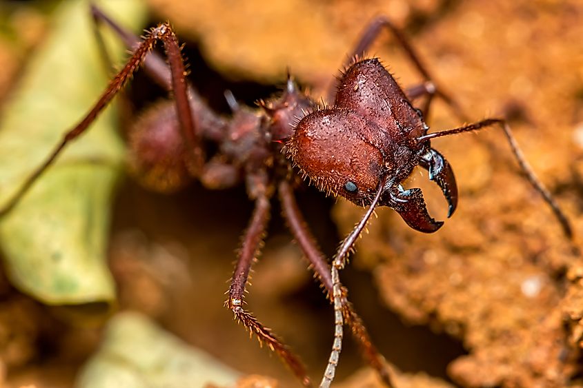 Close up of a leafcutter ant.