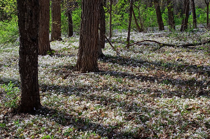 Spring Beauty carpets the forest floor at Fort Custer State Recreation Area in Michigan. Via Shutterstock / Hank Erdmann.