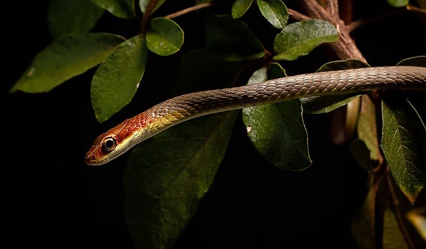 Brown vine snake on a tree