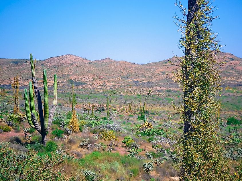 Cacti on the peninsula of Baja California