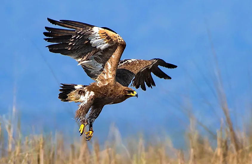 The steppe eagle is a bird of prey. Like all eagles, it belongs to the family Accipitridae.