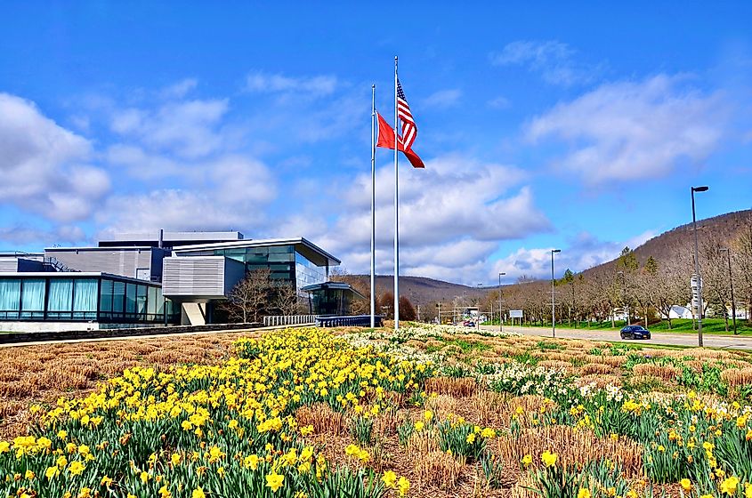 Wildflowers in bloom at Corning, New York