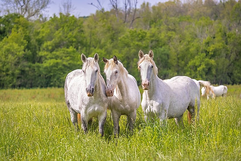 Wild white horses in a meadow.