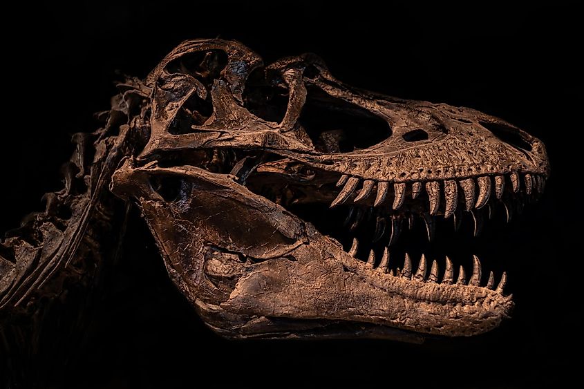 Megalosaurus skull replica in museum.