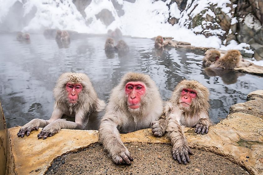A group of Japanese macaques taking a bath in a hot spring.