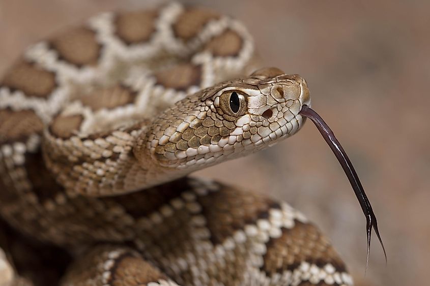 Mohave rattlesnake