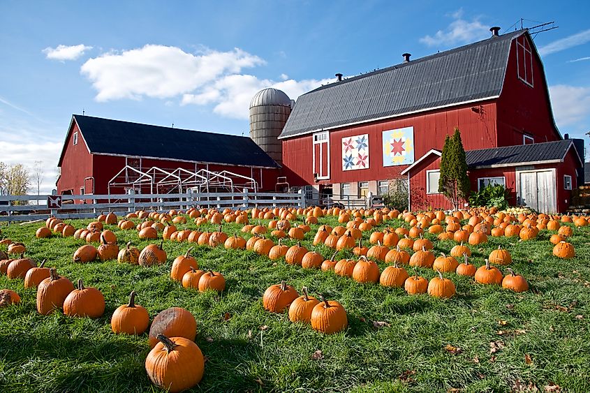 Pumpkins laid out for sale at a farm in Picton, Ontario, Canada