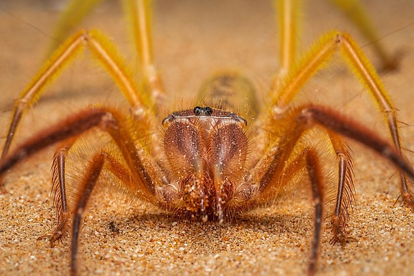 A close-up view of a camel spider.
