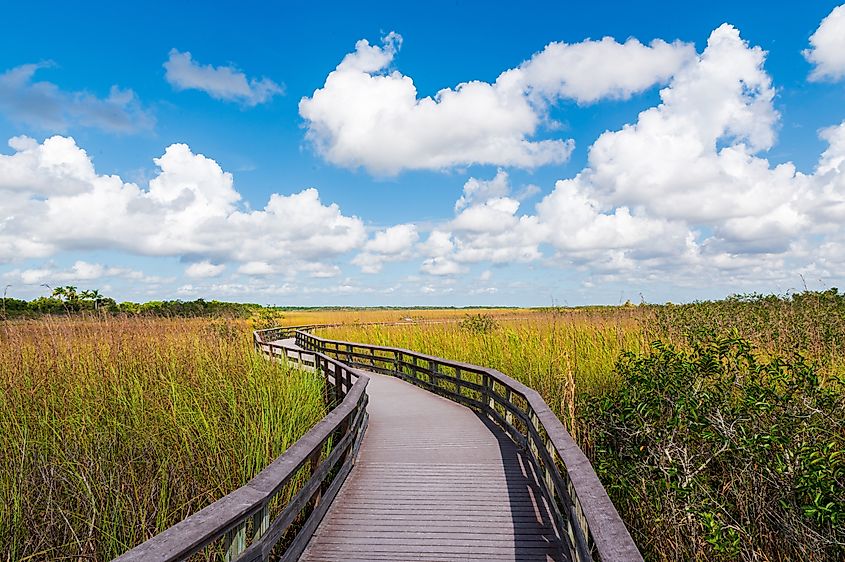 Boardwalk curving its way through the grassy swamp of the Anhinga Trail in the Everglades National Park, Florida.