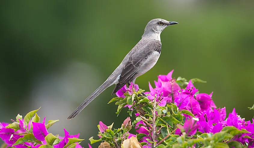 Northern Mocking Bird