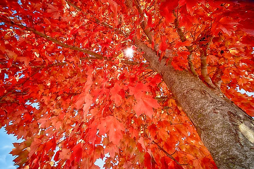 Looking up through a red maple tree in brilliant fall colors with the sun shining through. Credit: M Vilaret / Shutterstock