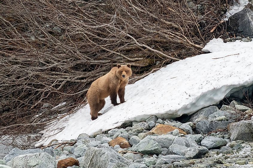 A grizzly bear in the Glacier Bay National Park, Alaska.