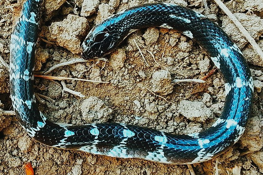 A young common krait, Bungarus caeruleus, resting on the ground.