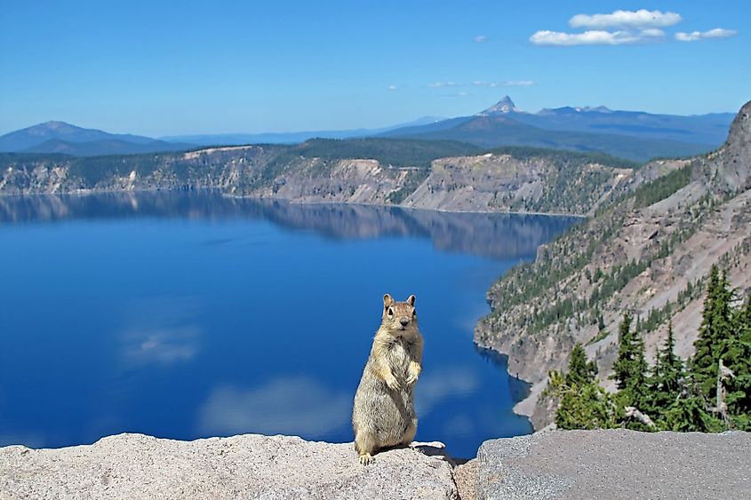 A chipmunk posing in Crater Lake National Park, Oregon