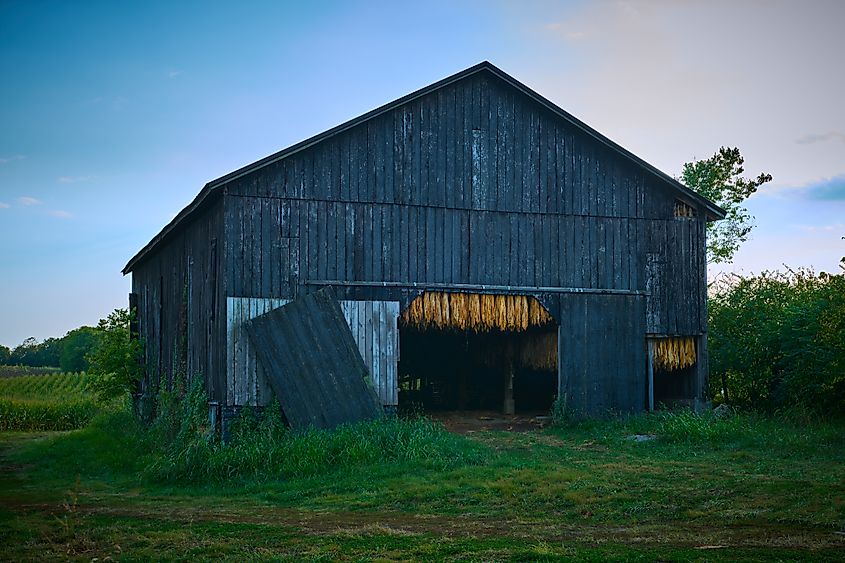 Tobacco hanging in a barn evening light.
