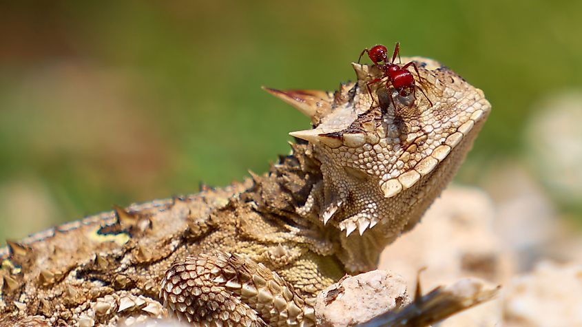 A red ant teasing a Horned Lizard.