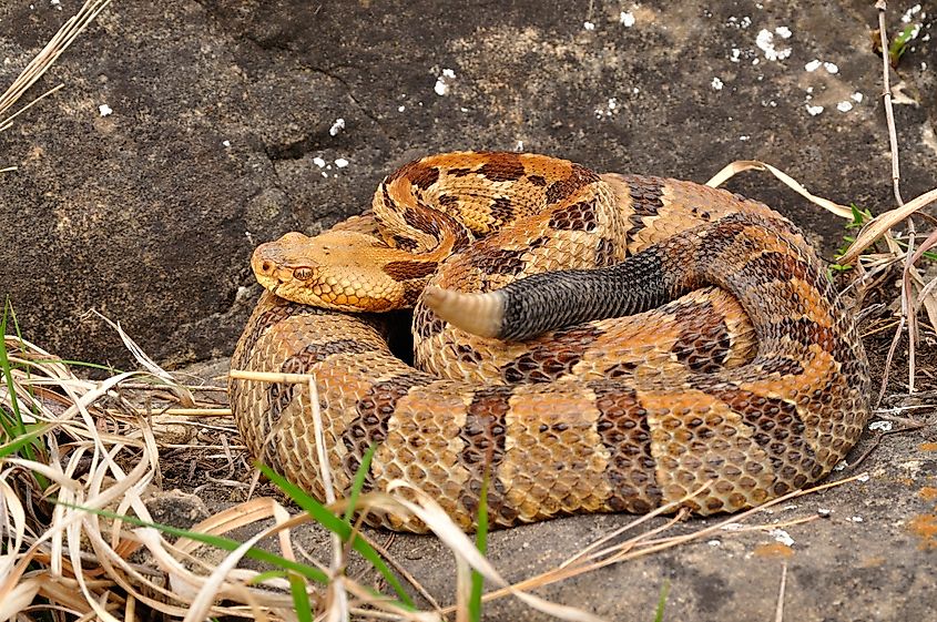 A timber rattlesnake resting on a rocky surface.