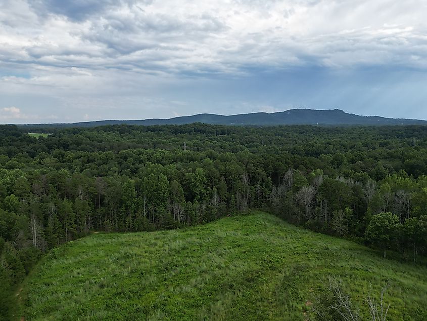 Trees in Travelers Rest, South Carolina.